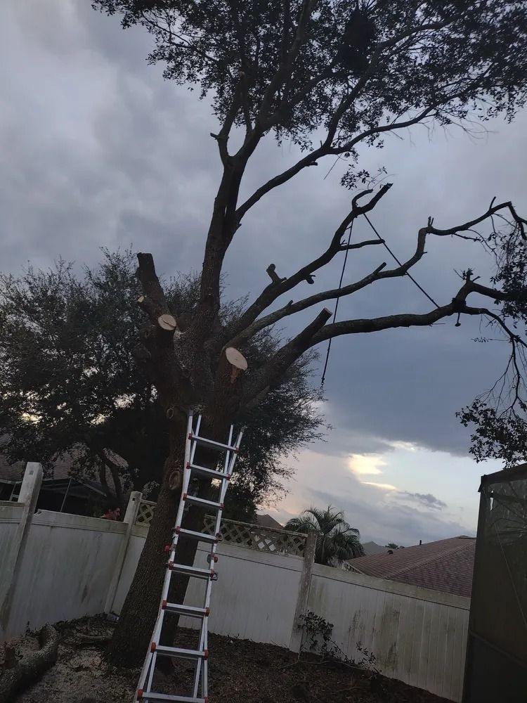 A ladder is leaning against a tree in a backyard
