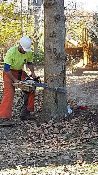 Man Cutting The Tree — Wentzville, MO — Allen’s Tree Service, Inc.