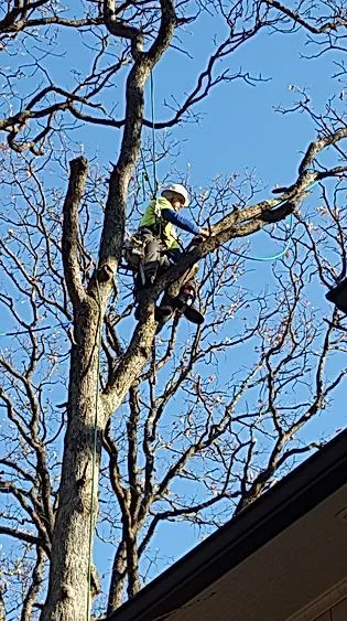 Tree Cutting — Wentzville, MO — Allen’s Tree Service, Inc.