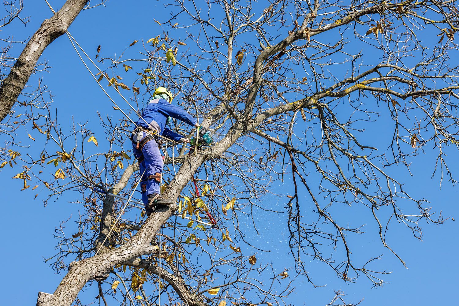 An arborist performing tree pruning while safely climbing and trimming high branches.