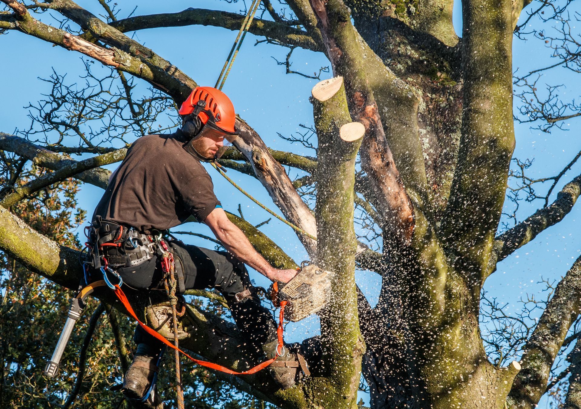 Male tree surgeon sawing tree trunk using chainsaw in forest