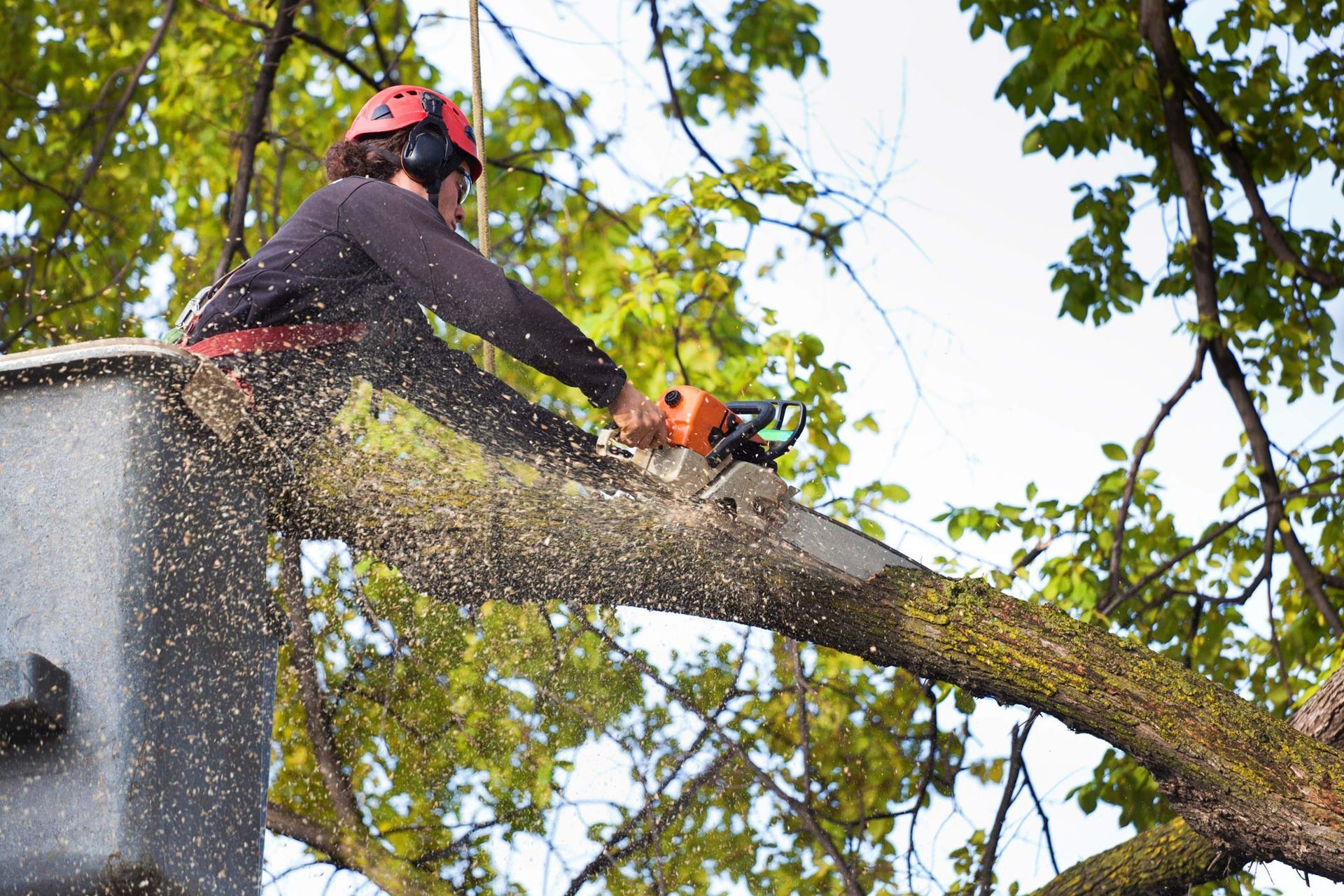 Technician cutting a tree with a chainsaw.