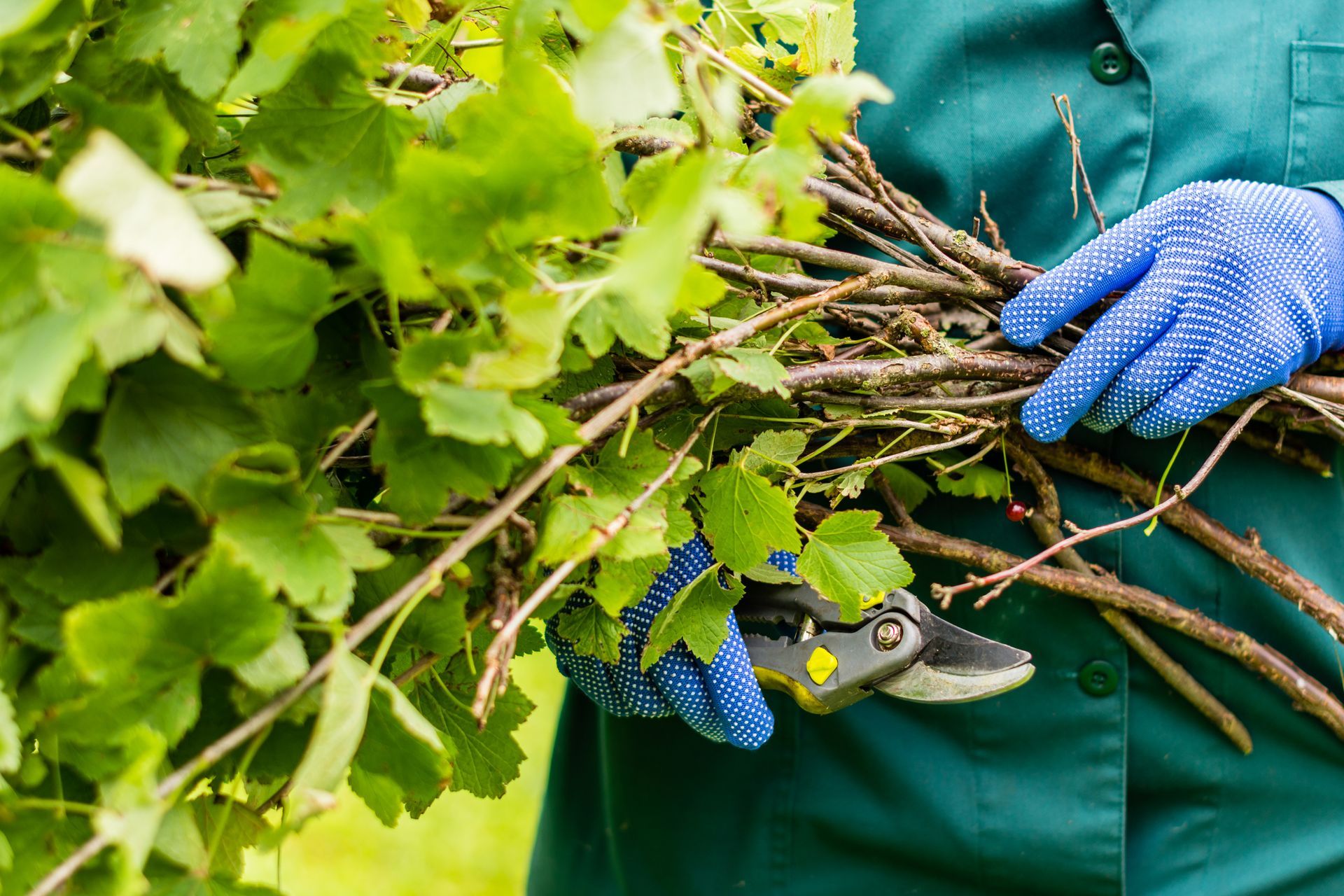 Close-up of a worker’s hands with gloves as it holds a handful of branches with the leaves on.