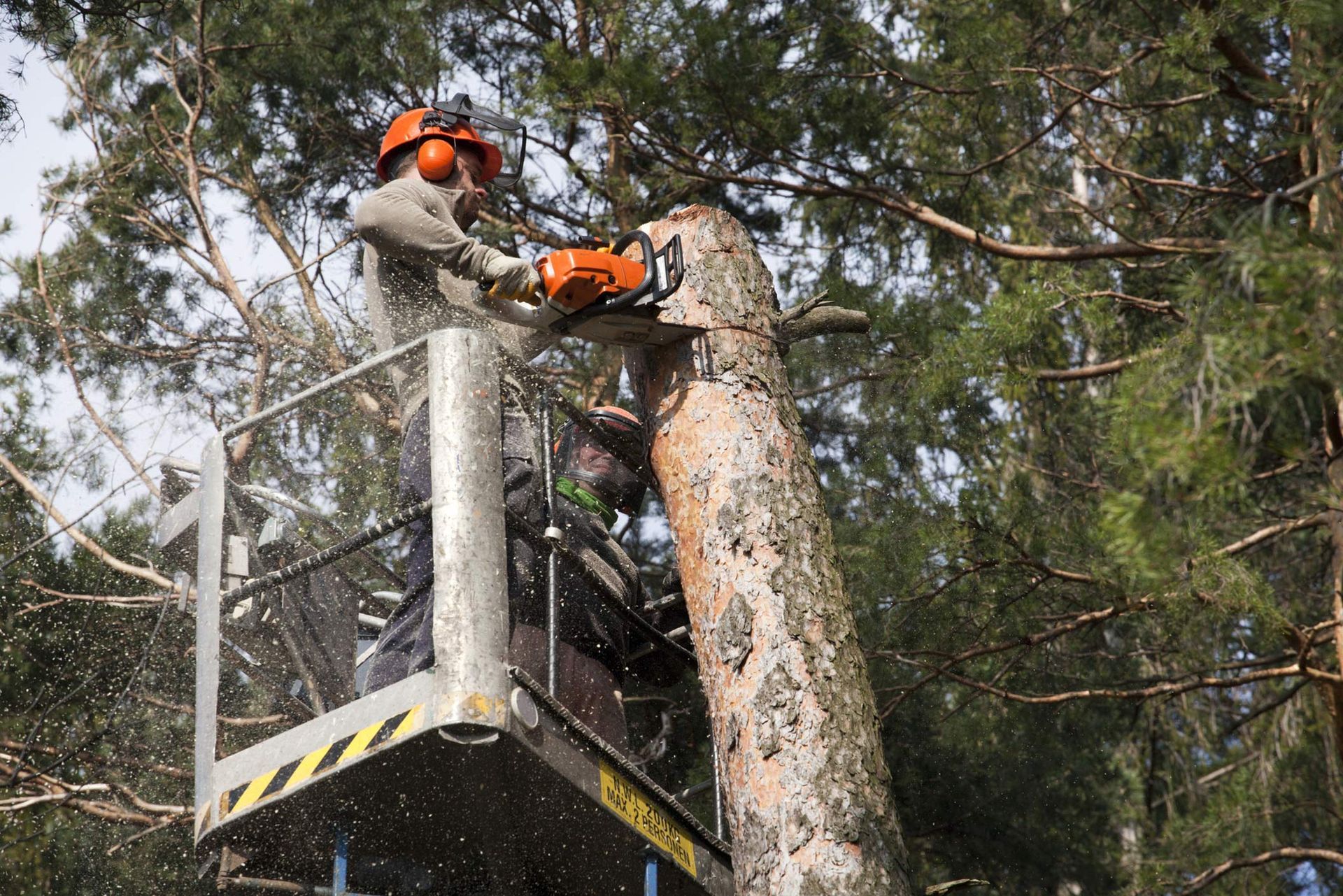 Professional technician cutting a tree.