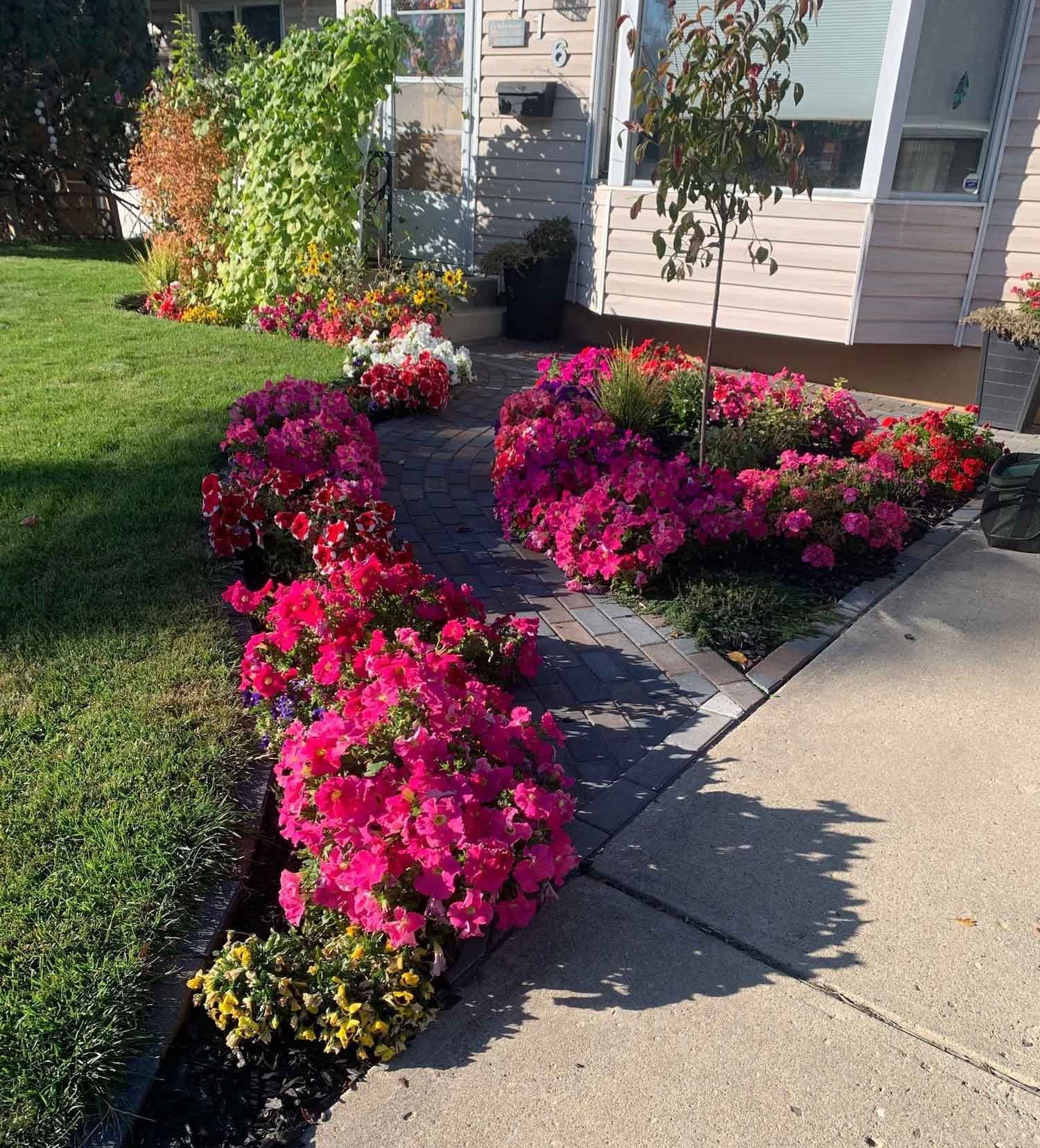 A row of pink flowers along a sidewalk in front of a house