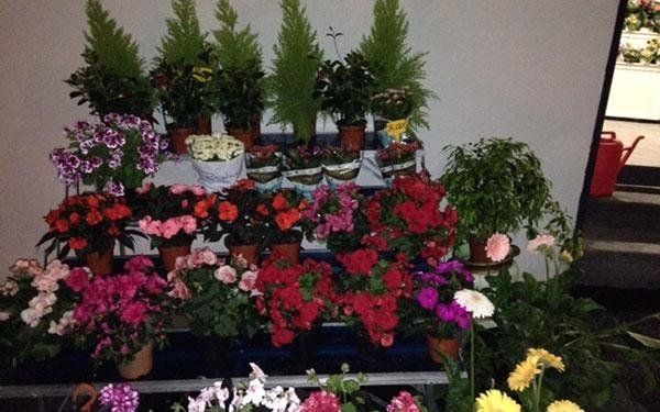 assortimento di fiori e piante per decorare la chiesa
