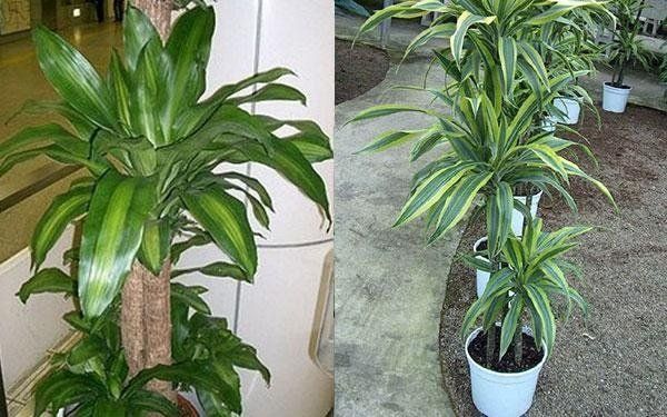 piante da interno per la decorazione della chiesa