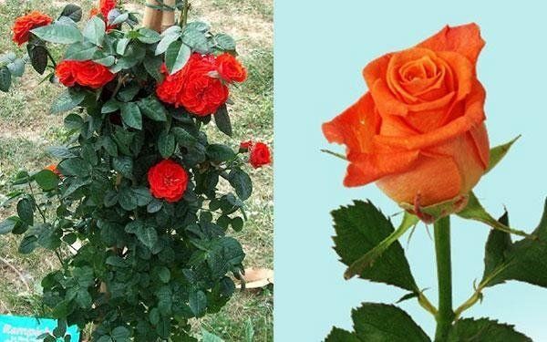 rose rosse per adornare la chiesa