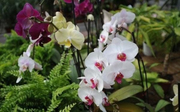 composizione floreale con orchidee