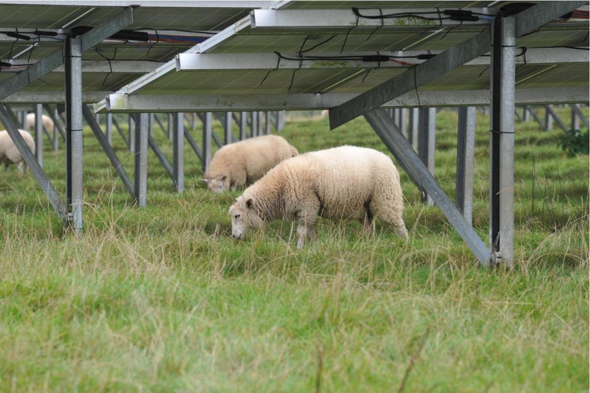 sheep grazing solar project