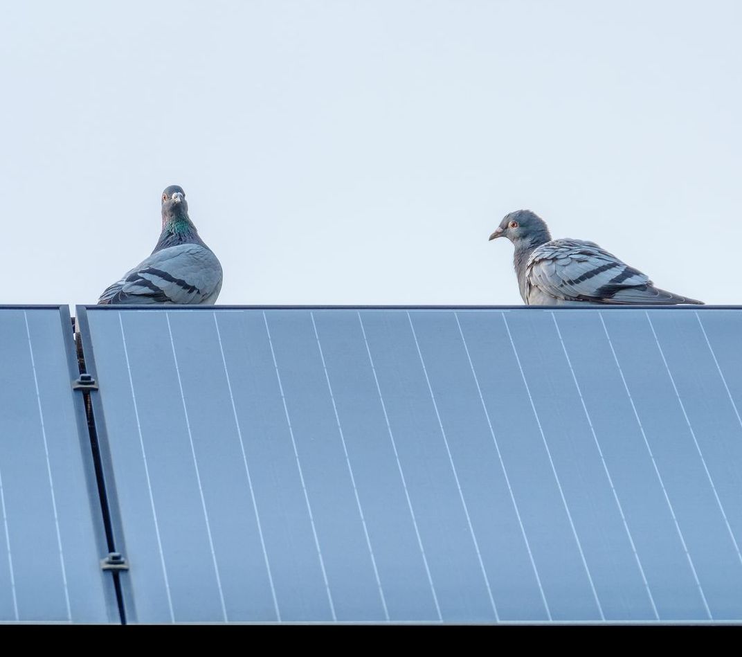 Pest and Vermin Control for Solar Projects