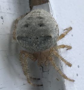 Araneus cavaticus (Barn Orb-weaver Spider)