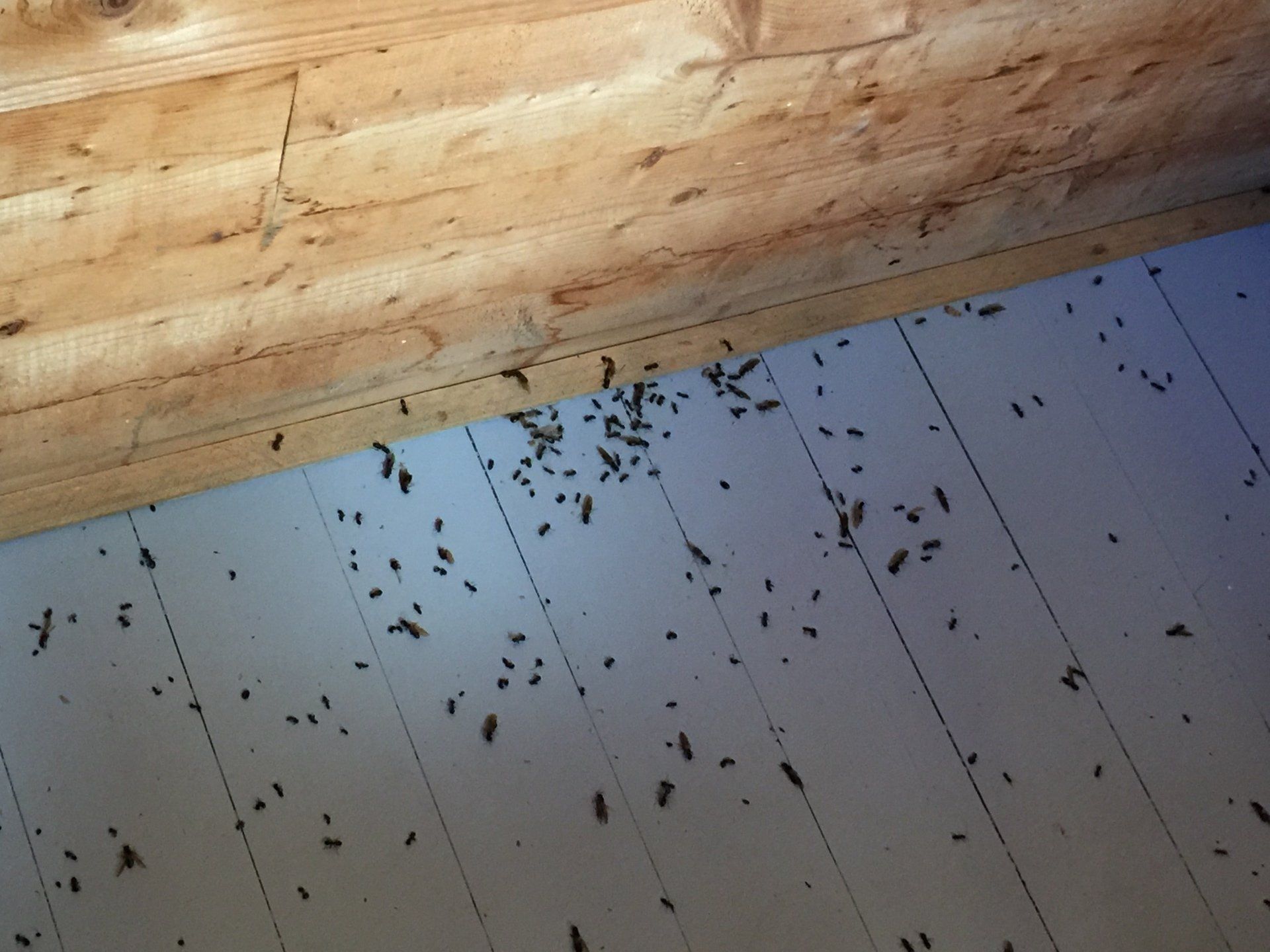 cluster fly control in vermont and new hampshire