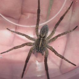 Tigrosa helluo (Wolf Spider)