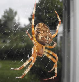 Araneus diadematus (Cross Orb-weaver)