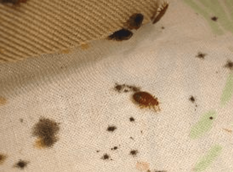 bed bug infestation