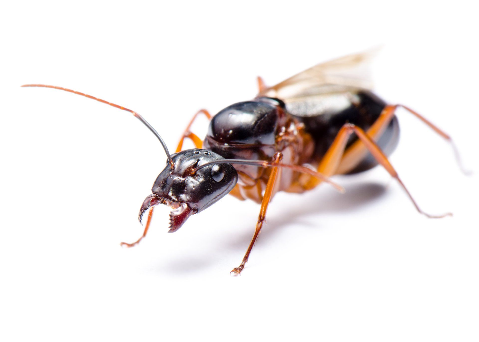 photo of a carpenter ant