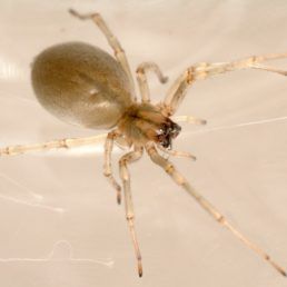 Cheiracanthium mildei (Long-legged Sac Spider)