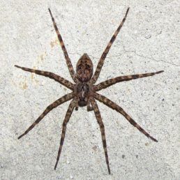 Dolomedes tenebrosus (Dark Fishing Spider)