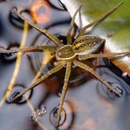 Dolomedes triton (Six-spotted Fishing Spider)