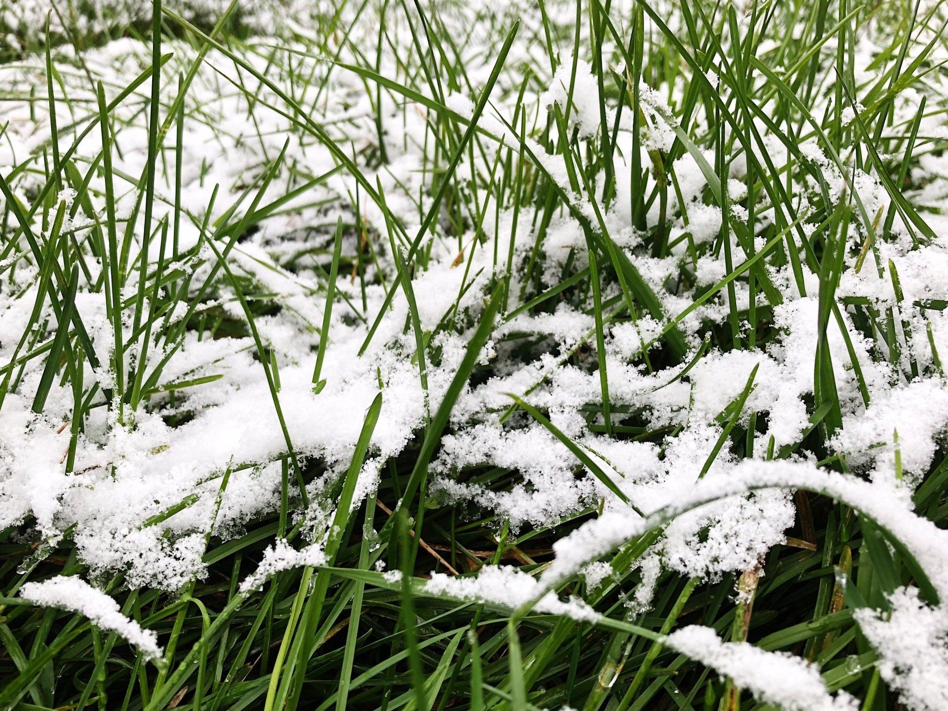 Snow-Covered Lawn