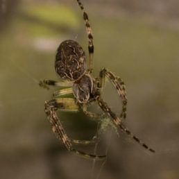 Larinioides sclopetarius (Bridge Orb-weaver)