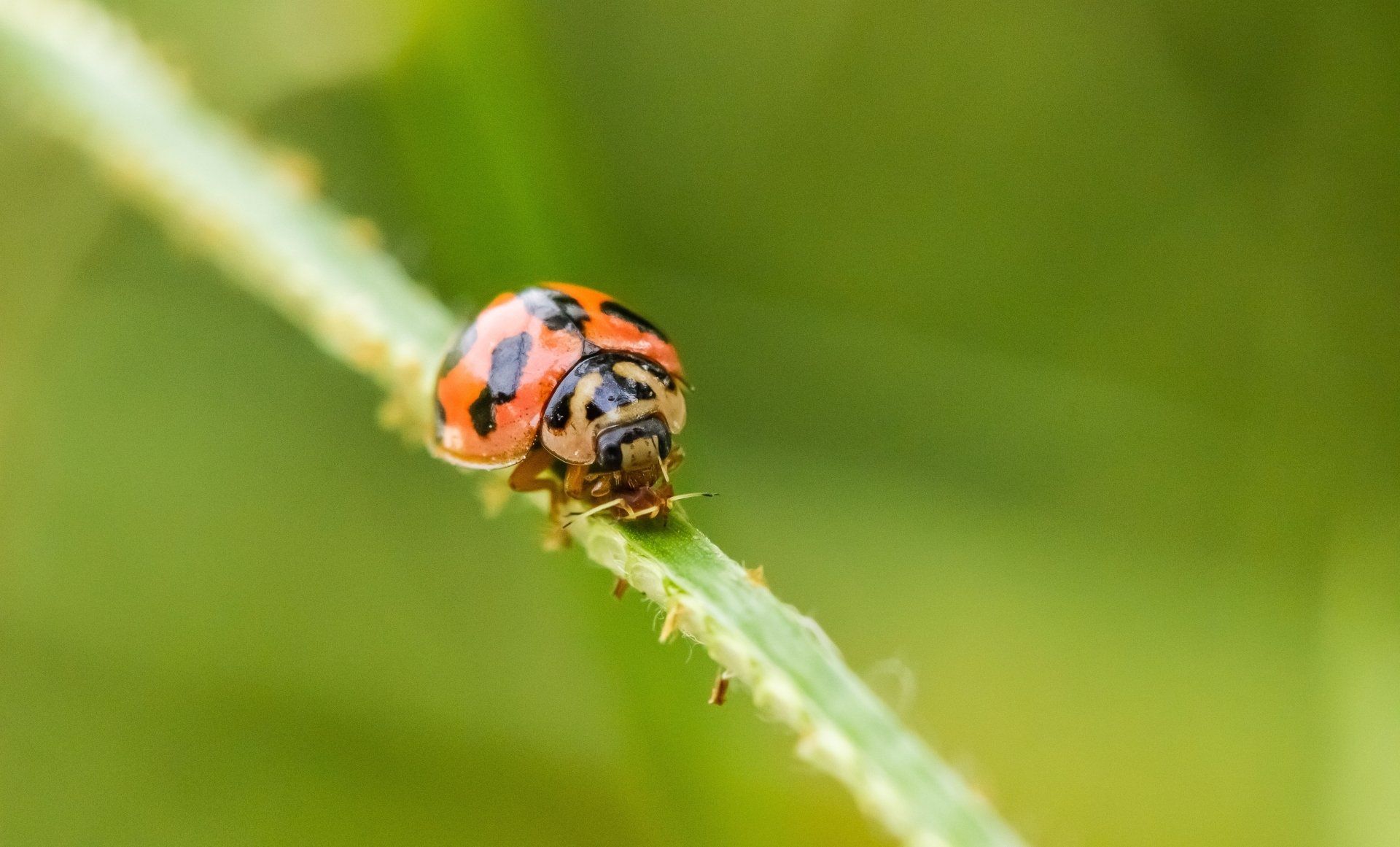 Facts about Asian lady beetles