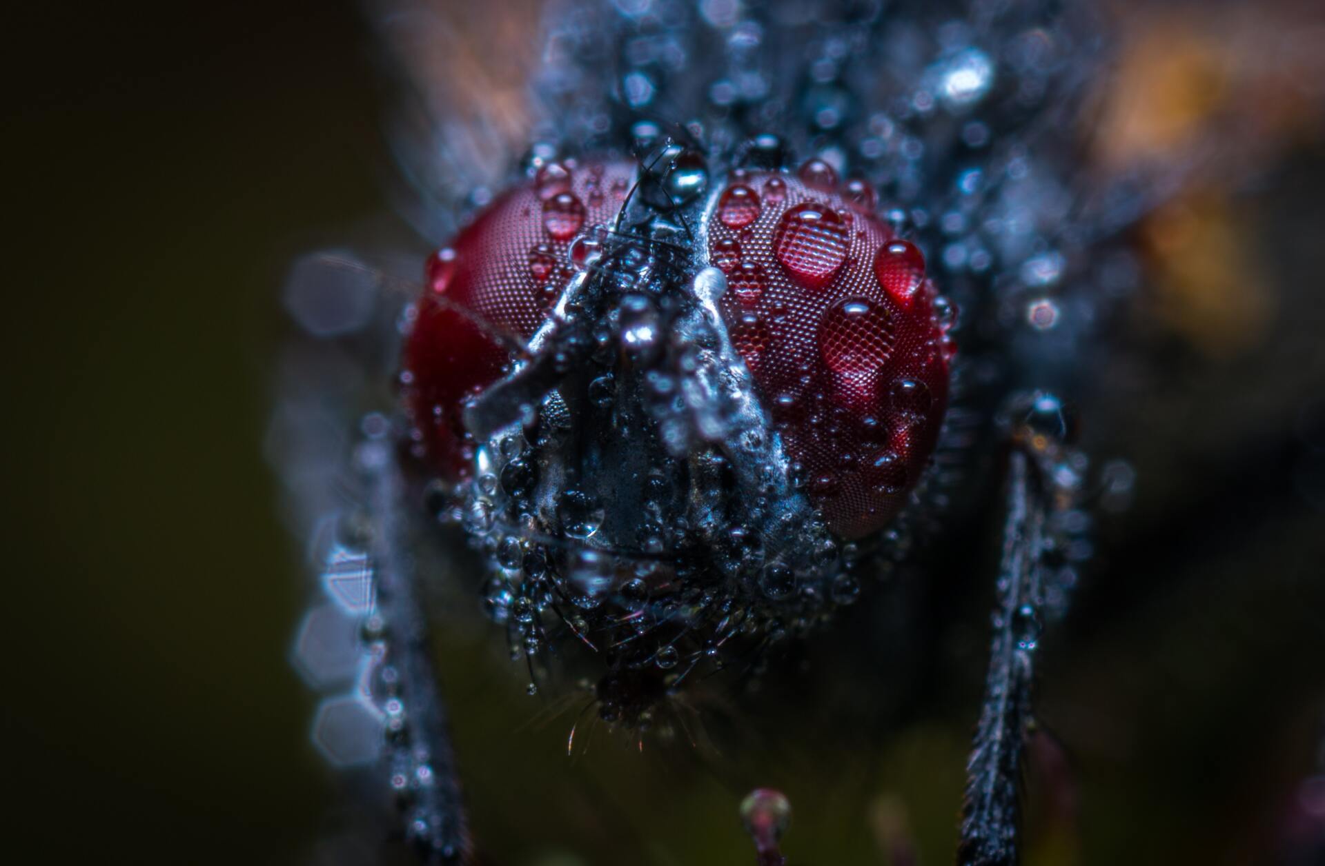 Close-Up of a Fly with dew drops