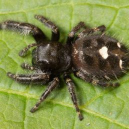 Phidippus audax (Bold Jumper)