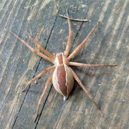 Pisaurina mira (Nursery Web Spider)