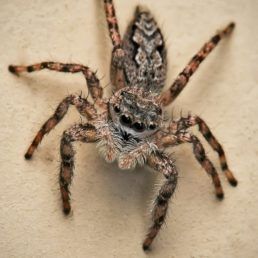 Platycryptus undatus (Tan Jumping Spider)