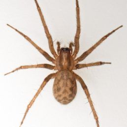 Tegenaria domestica (Barn Funnel Weaver)