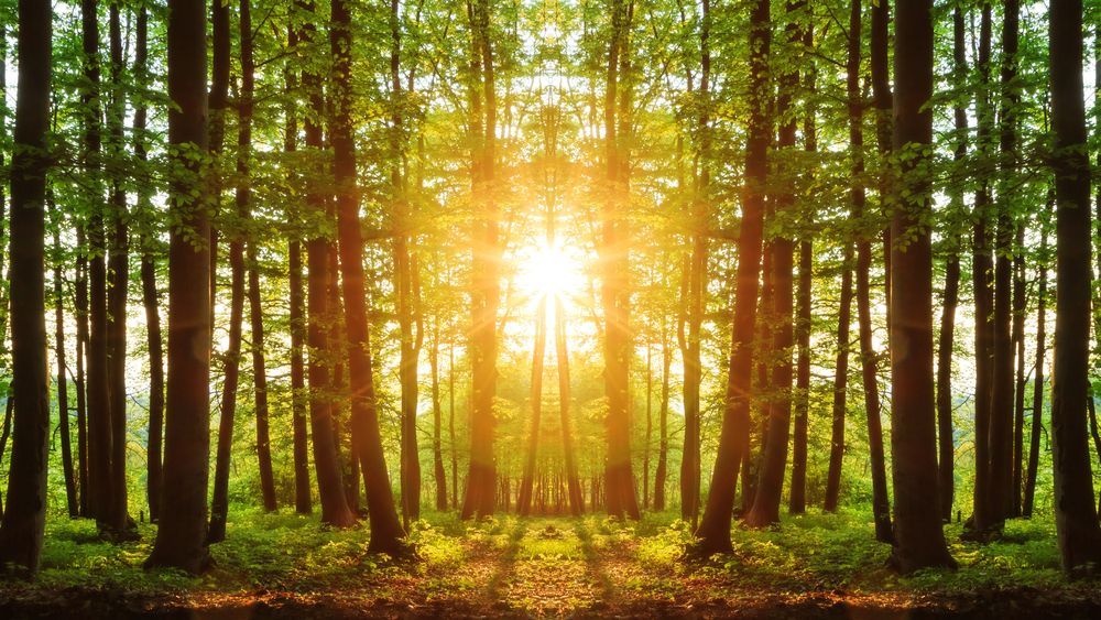 The Sun Is Shining Through The Trees In The Forest — Port Stephens Removals & Storage In Medowie, NSW