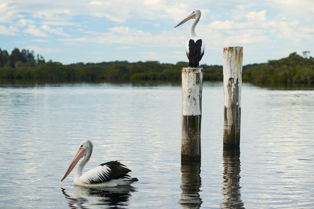 A Pelican is Sitting on a Wooden Post in the Water — Port Stephens Removals & Storage In Tea Gardens, NSW