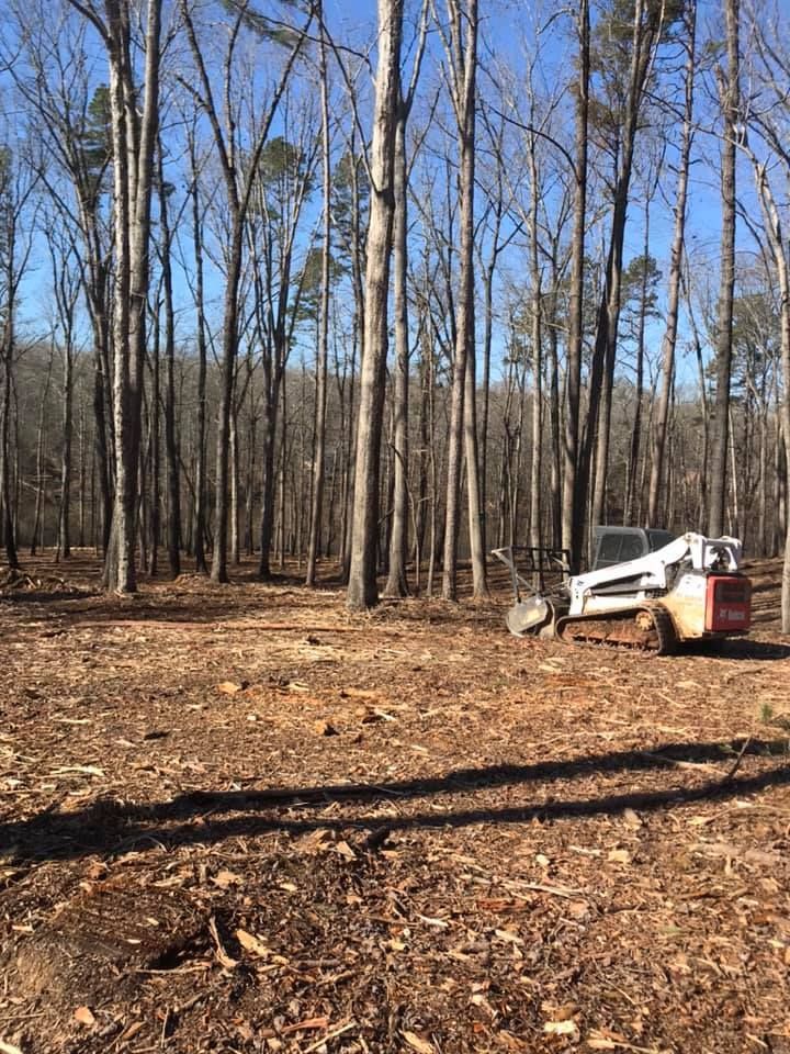 Bobcat clearing land in a forest, brown leaves, tall bare trees, and a bright blue sky.