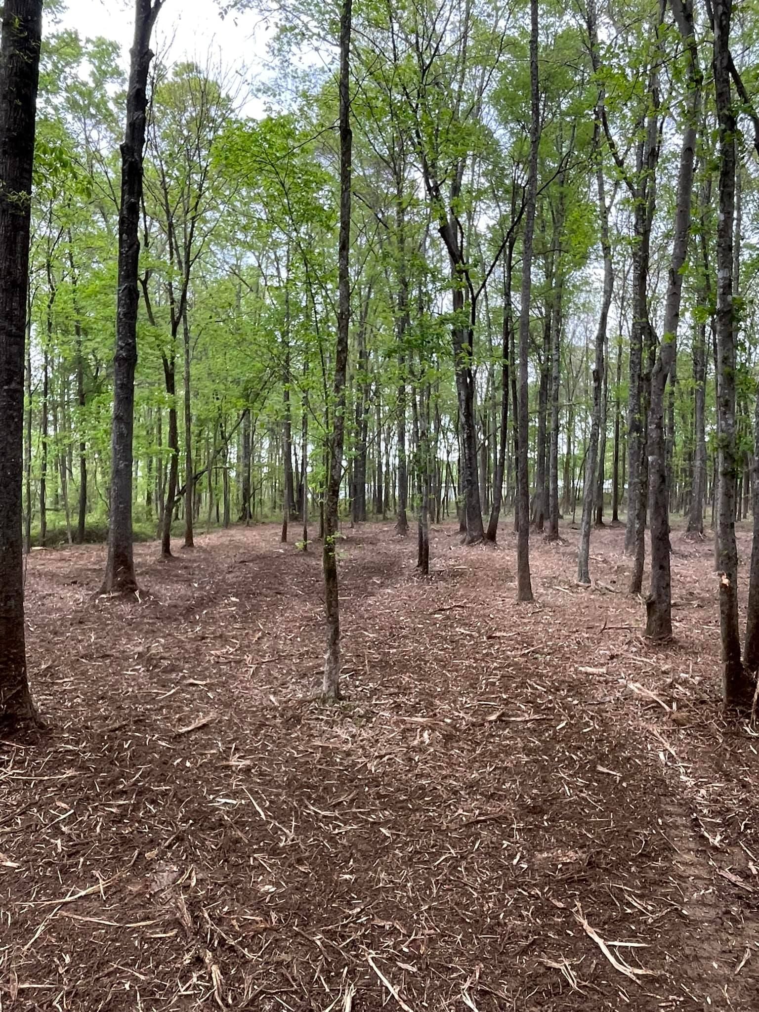 Forest scene with trees and brown leaf-covered ground.