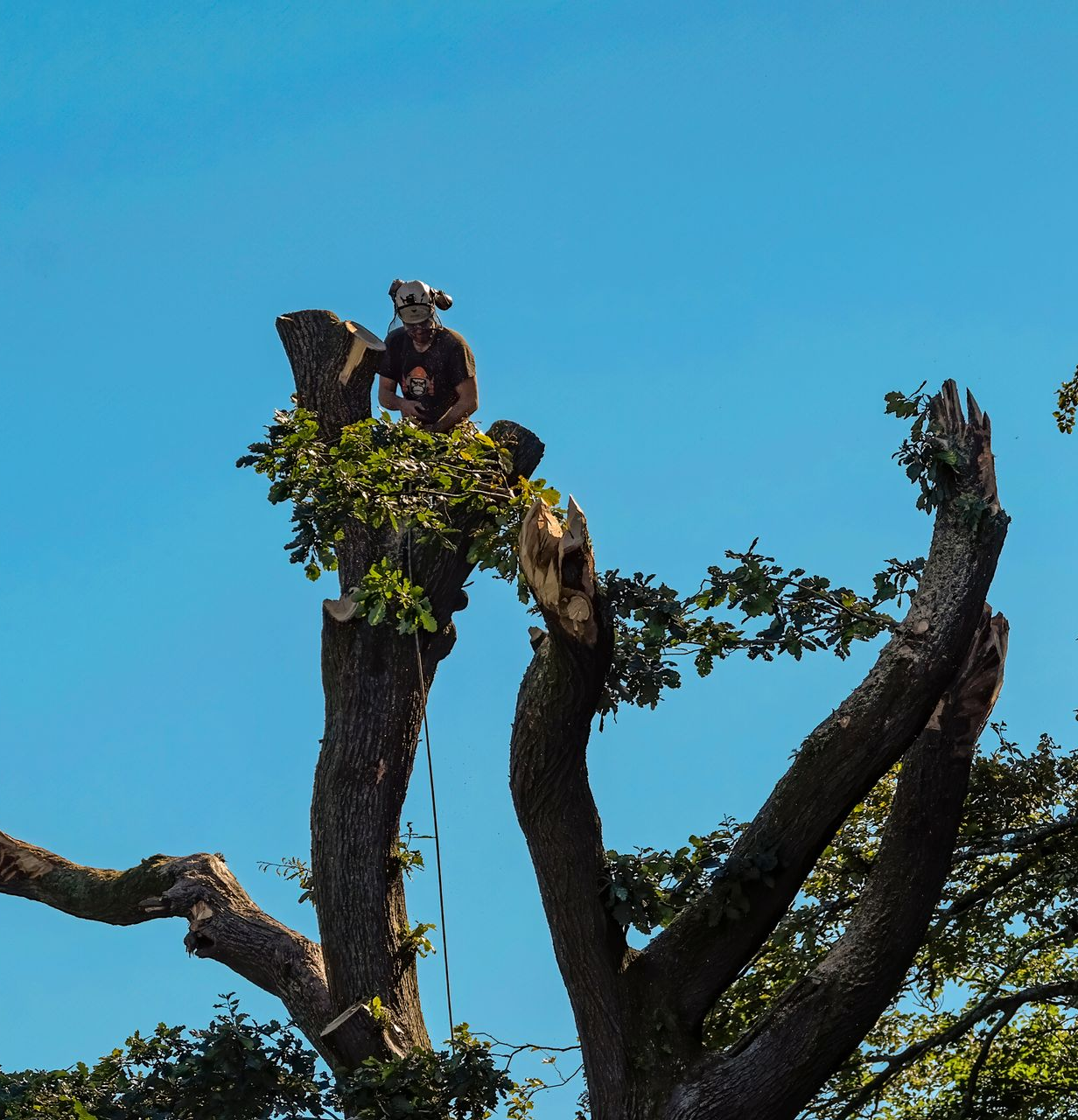 Person on a tree, cutting branches with a chainsaw, bright blue sky.