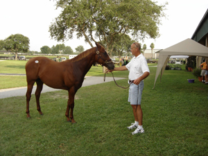 A man standing next to a brown horse with a tag on the back of it
