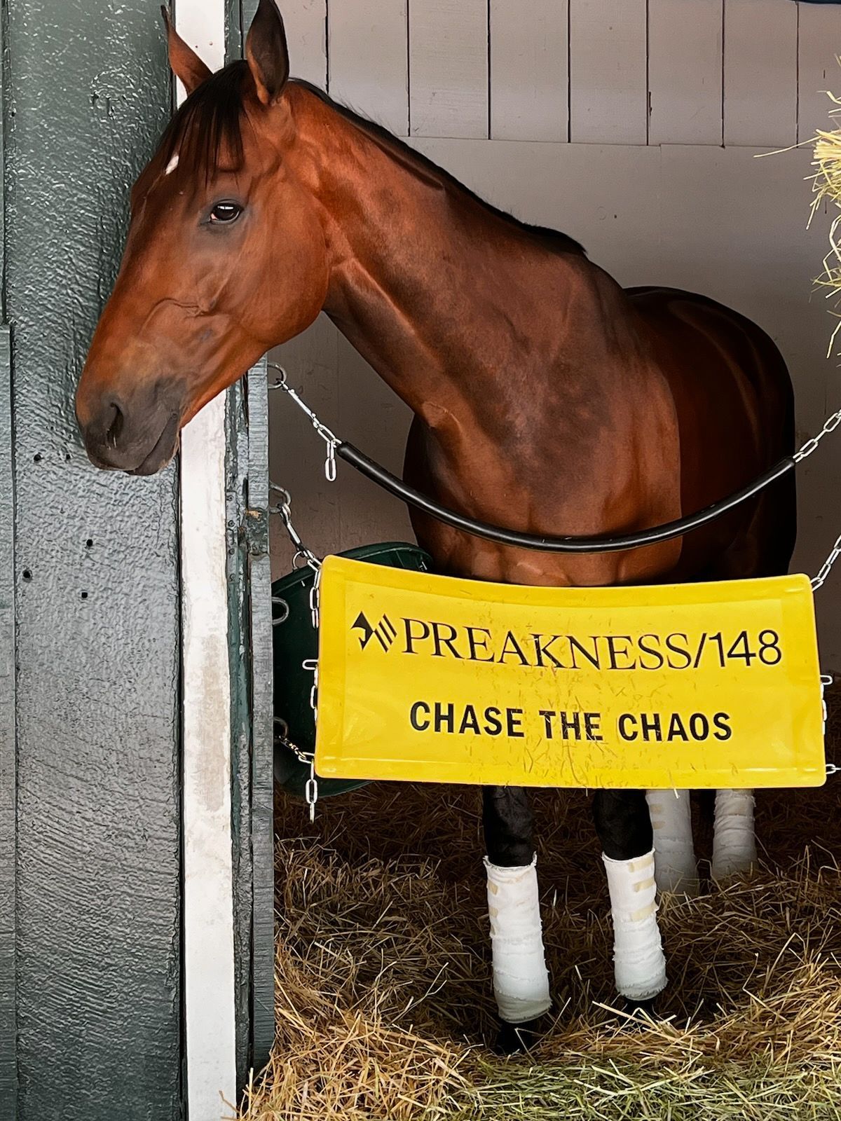 A horse with a yellow sign that says chase the chaos