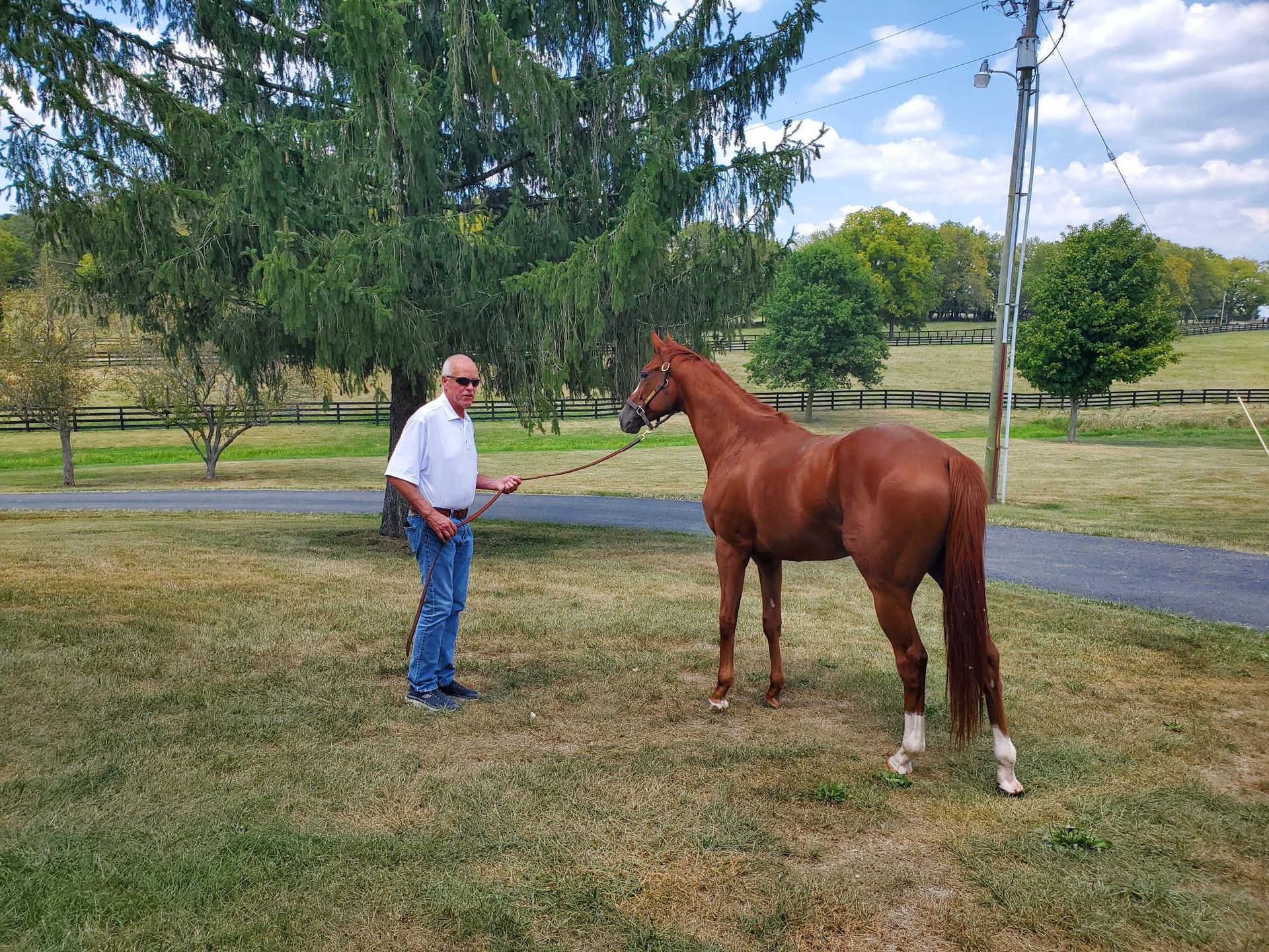 A man is standing next to a brown horse on a leash.