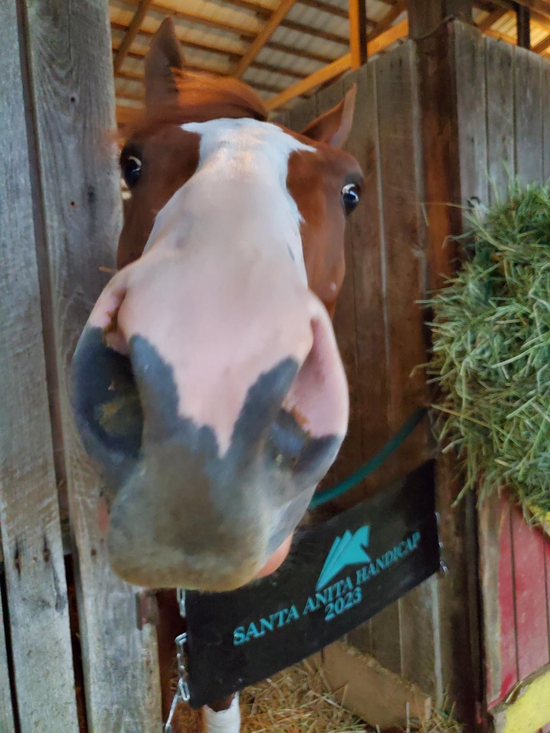 A brown and white horse with a santa anita banner on it