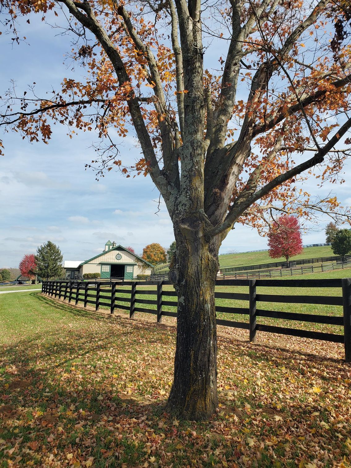 A tree in front of a fence with a barn in the background