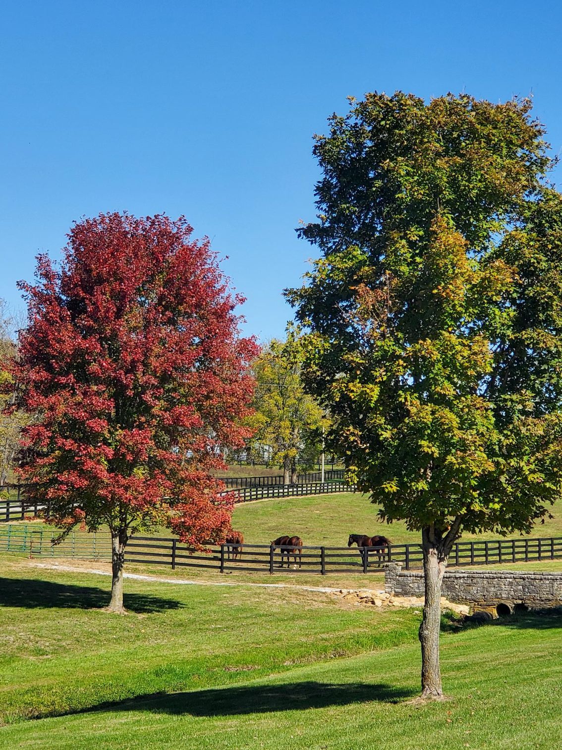 Two trees in a field with horses in the background