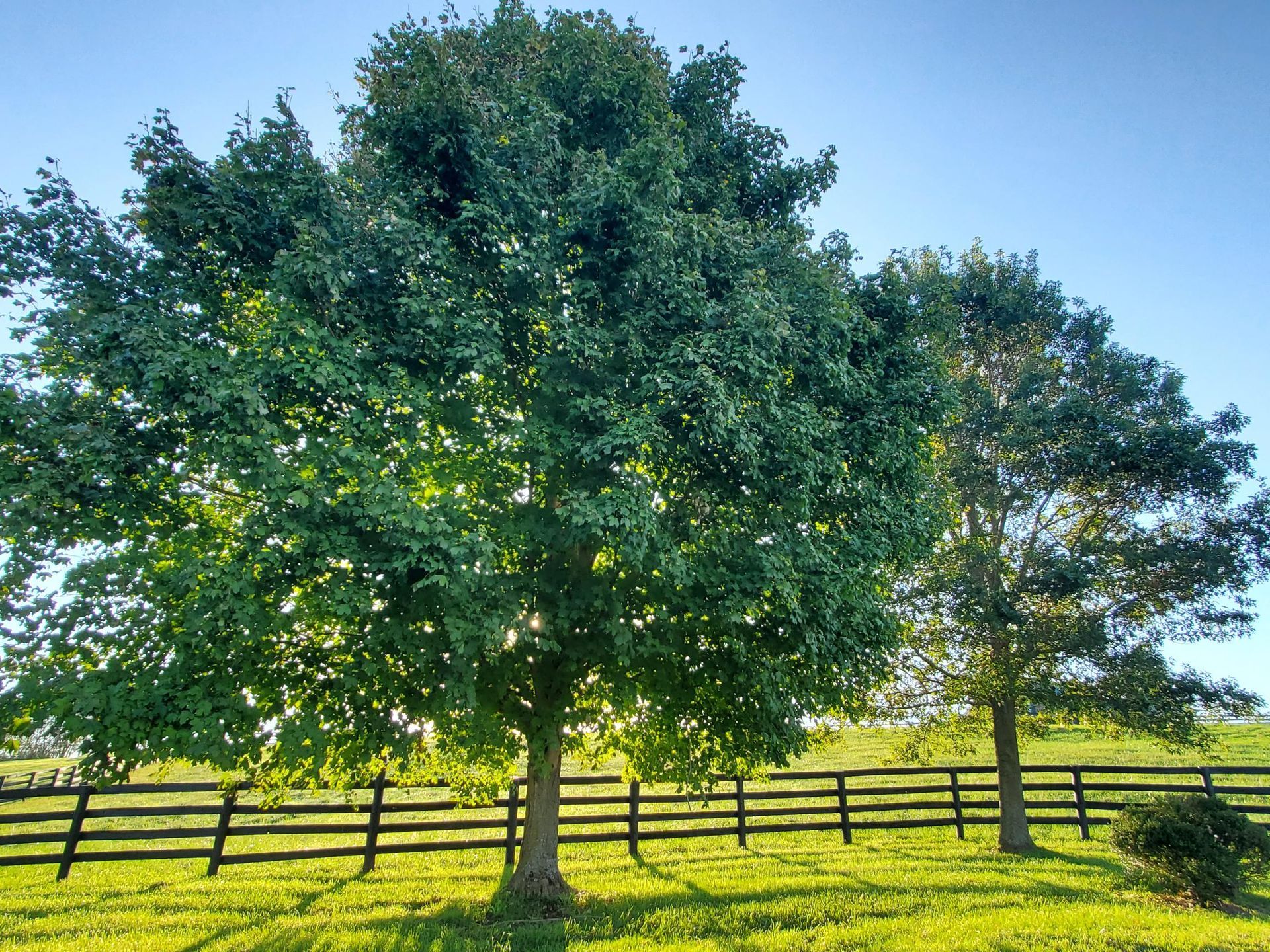 A fence surrounds a grassy field with trees in the foreground