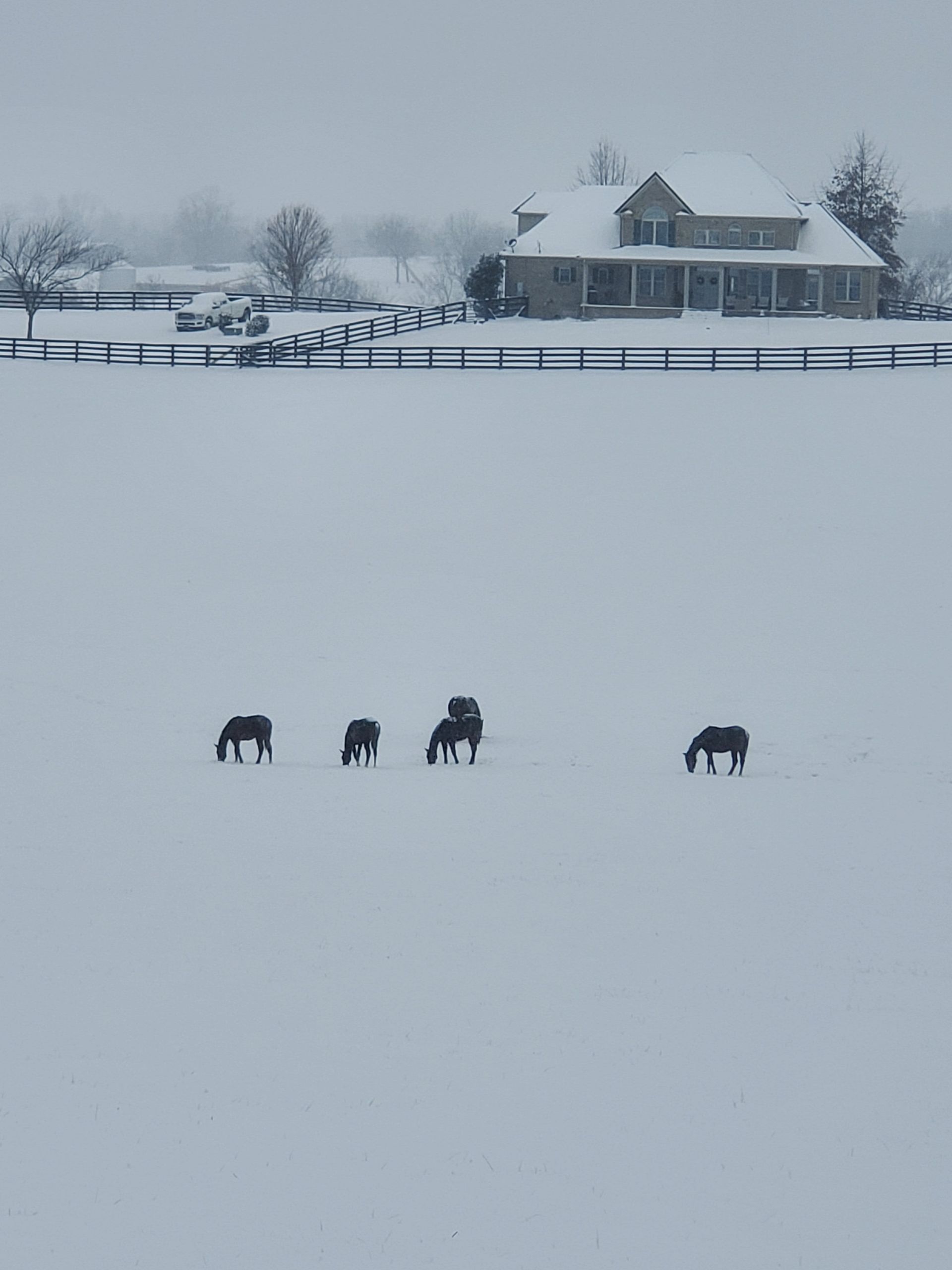 Horses grazing in a snowy field with a house in the background