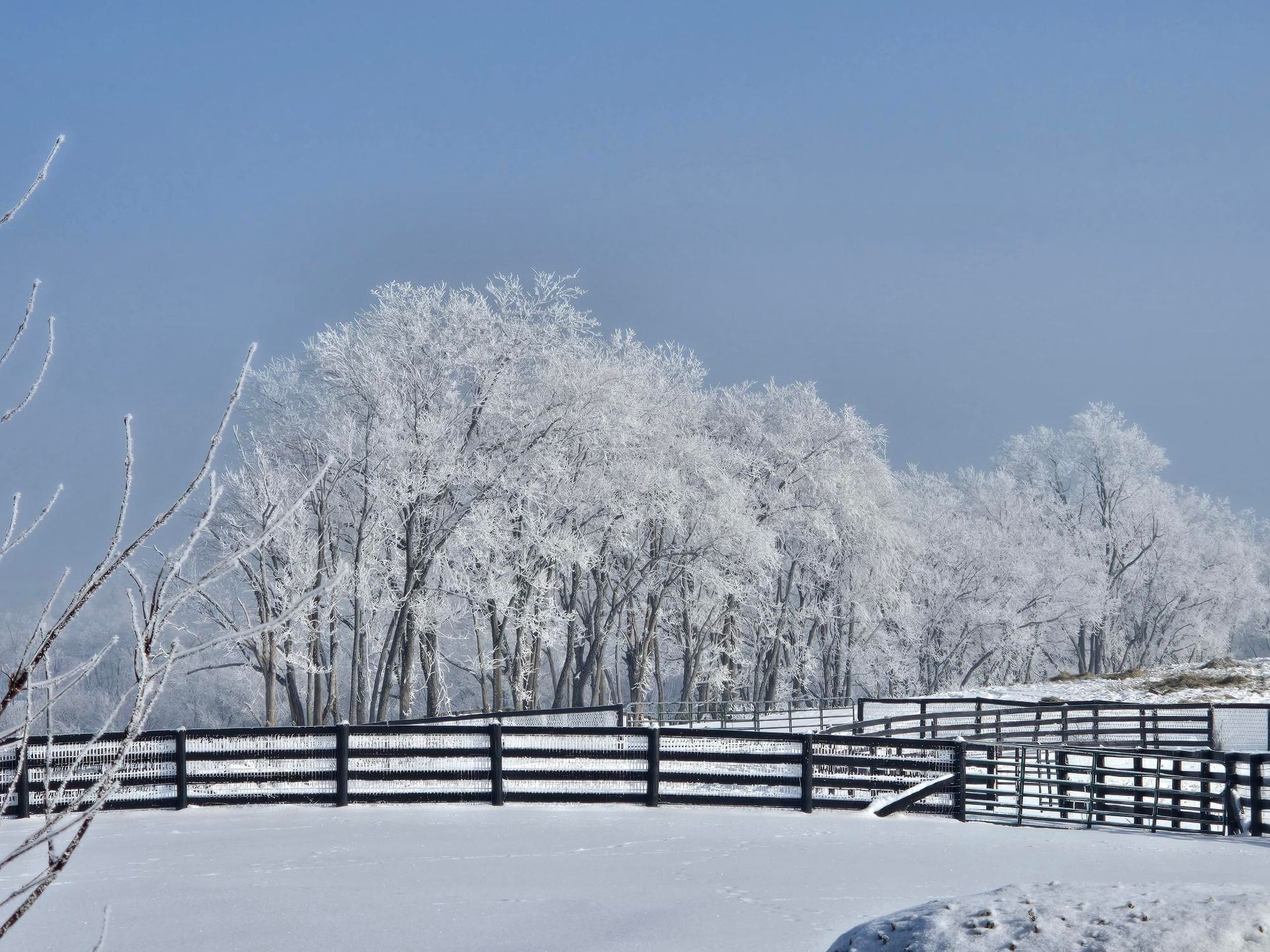 A snowy field with trees and a fence in the foreground