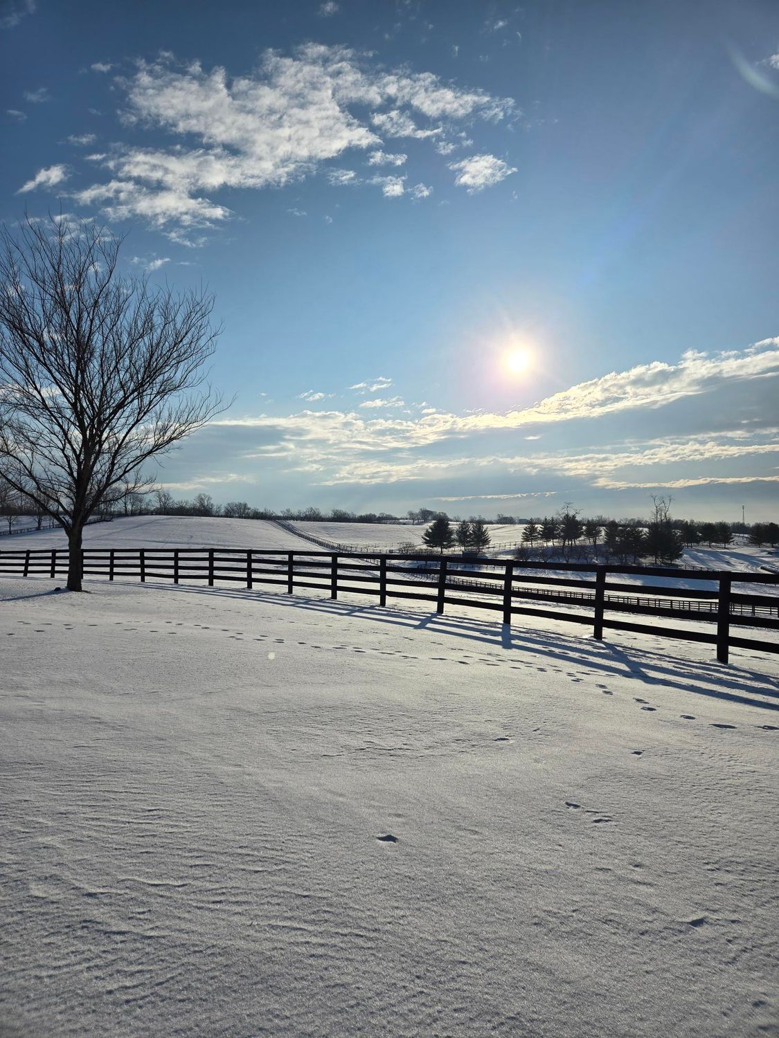 A snowy field with a fence and a tree in the background