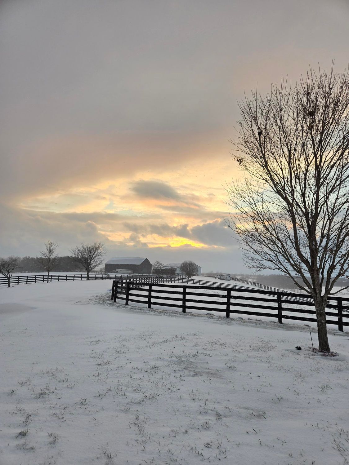 A snowy field with a fence and a tree in the foreground