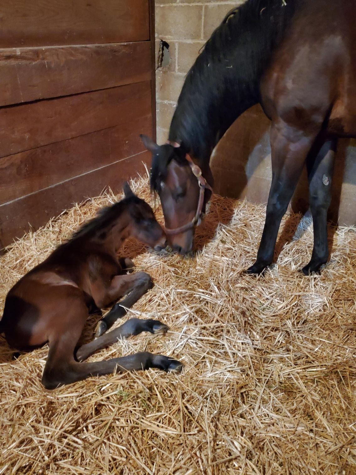 A horse is standing next to a baby horse laying on hay.