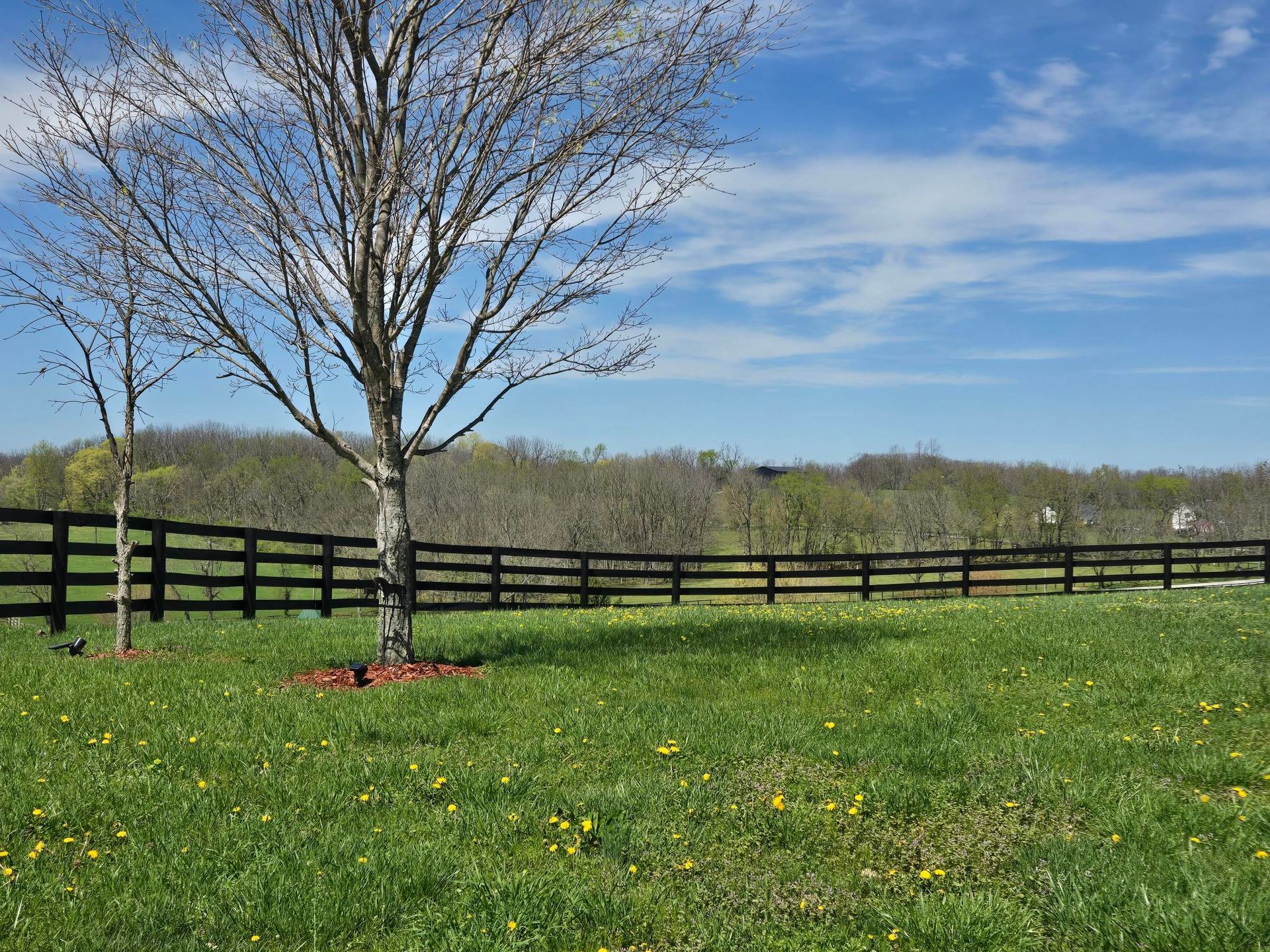 A tree in the middle of a grassy field with a fence in the background.